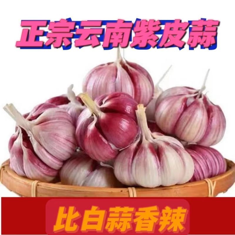 正宗云南紫皮大蒜红皮多瓣蒜大头蒜红蒜2025现挖农家新鲜食用