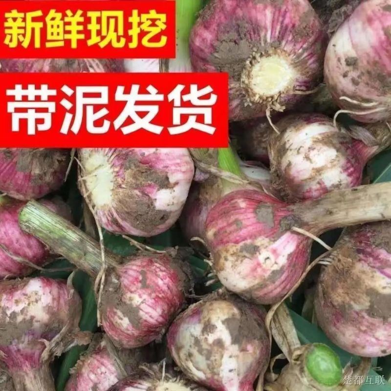 正宗云南紫皮大蒜红皮多瓣蒜大头蒜红蒜2025现挖农家新鲜食用