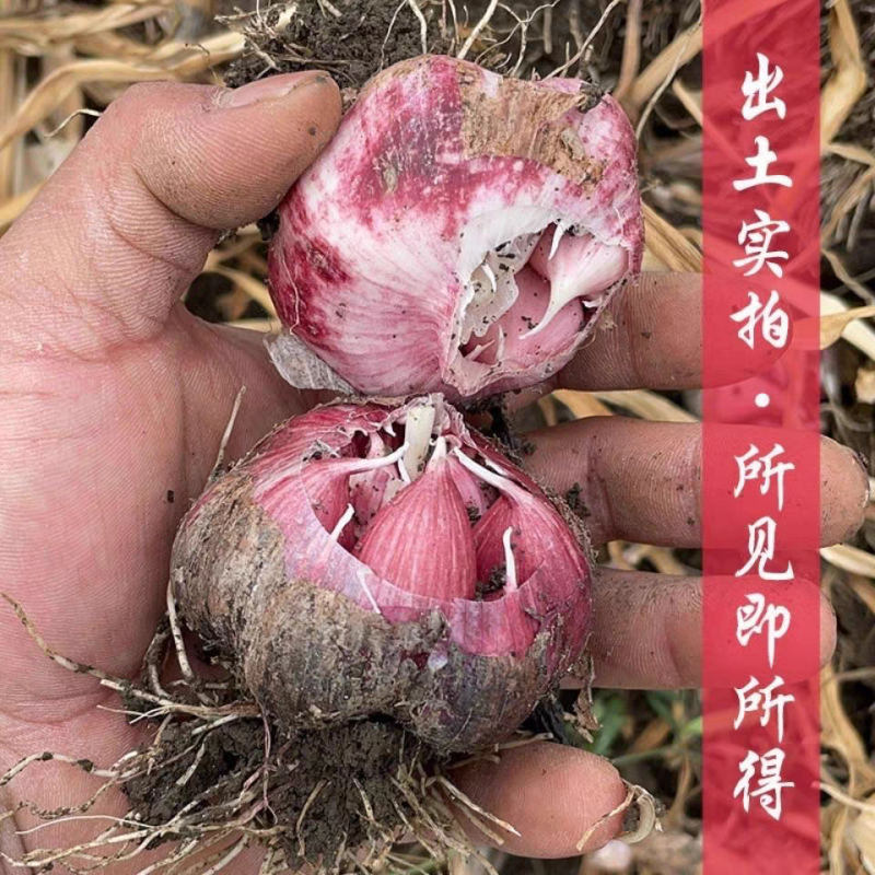 正宗云南紫皮大蒜红皮多瓣蒜大头蒜红蒜2025现挖农家新鲜食用