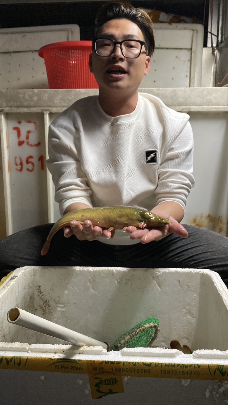 本地花麻塘虱王鱼苗塘角鱼胡子鲶鱼苗好养活包损包活包赔