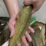 本地花麻塘虱王鱼苗塘角鱼胡子鲶鱼苗好养活包损包活包赔