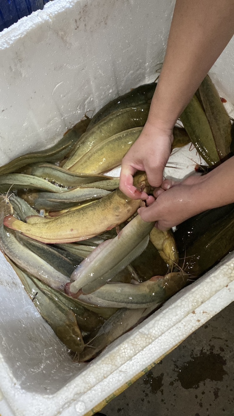 本地花麻塘虱王鱼苗塘角鱼胡子鲶鱼苗好养活包损包活包赔