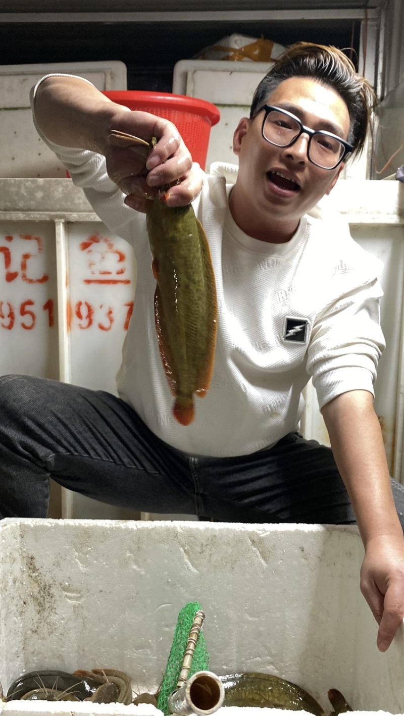 本地花麻塘虱王鱼苗塘角鱼胡子鲶鱼苗好养活包损包活包赔