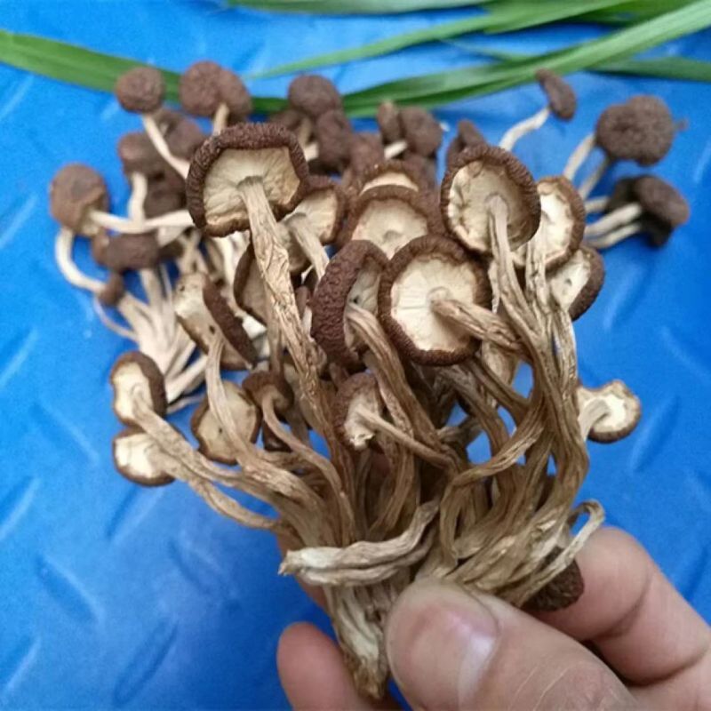古田茶树菇5号菇，未开伞茶树菇，冰菇