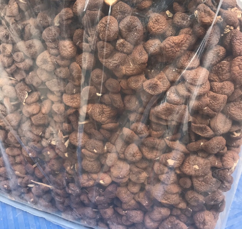 古田茶树菇5号菇，未开伞茶树菇，冰菇
