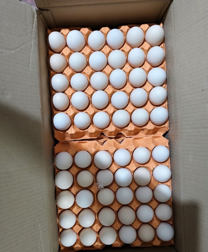 精品鲜鸡蛋，土鸡蛋粉蛋一手货源价格美丽！！！