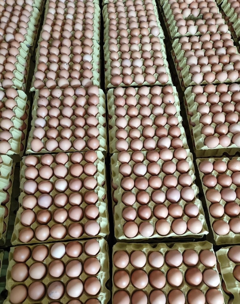 精品鲜鸡蛋，土鸡蛋粉蛋一手货源价格美丽！！！