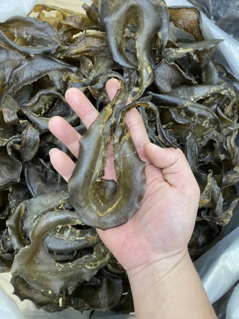甲鱼裙边干货16头25头35头45头现货供应