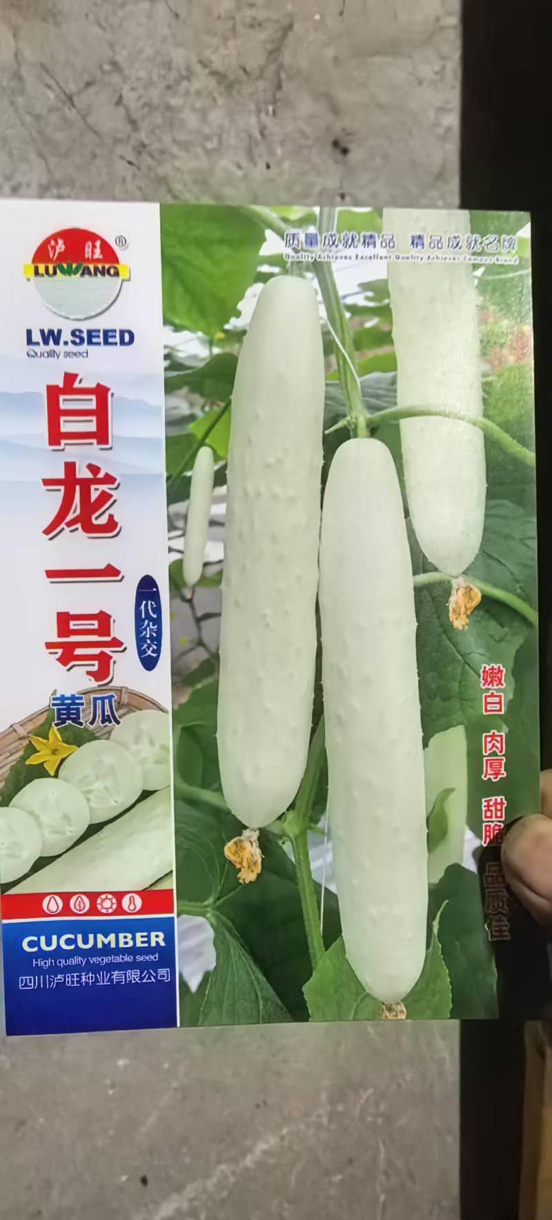 黄瓜种子白丽白龙一号雪白个头大结黄瓜多肉质柔嫩味甜