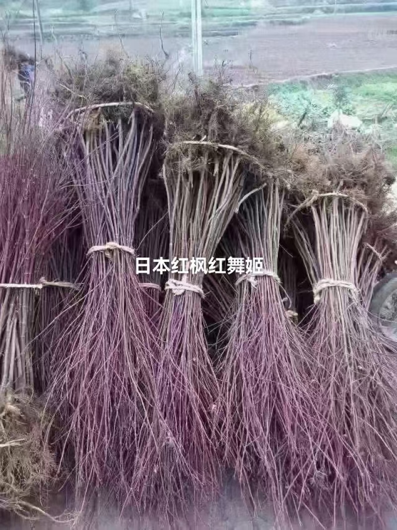 红枫苗庭院日本红枫红舞姬四季种植中国红枫三季红多品种可