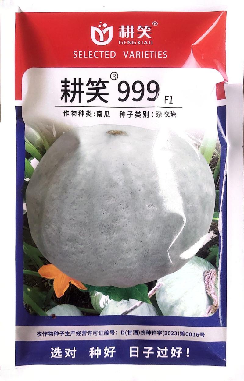 银栗南瓜种子，耕笑999银板栗南瓜种子皮色亮肉金黄耐储运