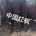 红枫苗中国红日本红枫工程美国红枫庭院别墅观赏树绿化