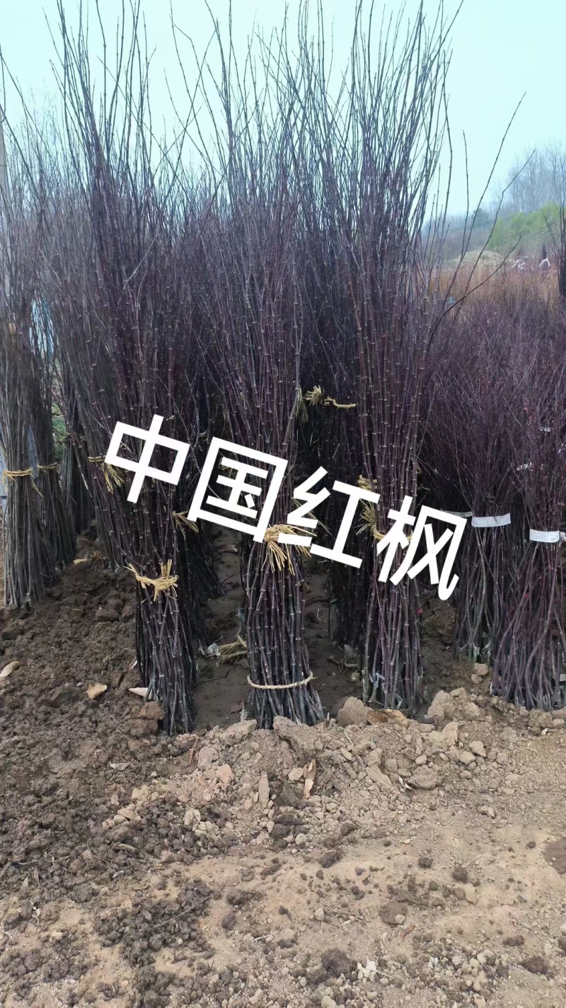 红枫苗中国红日本红枫工程美国红枫庭院别墅观赏树绿化