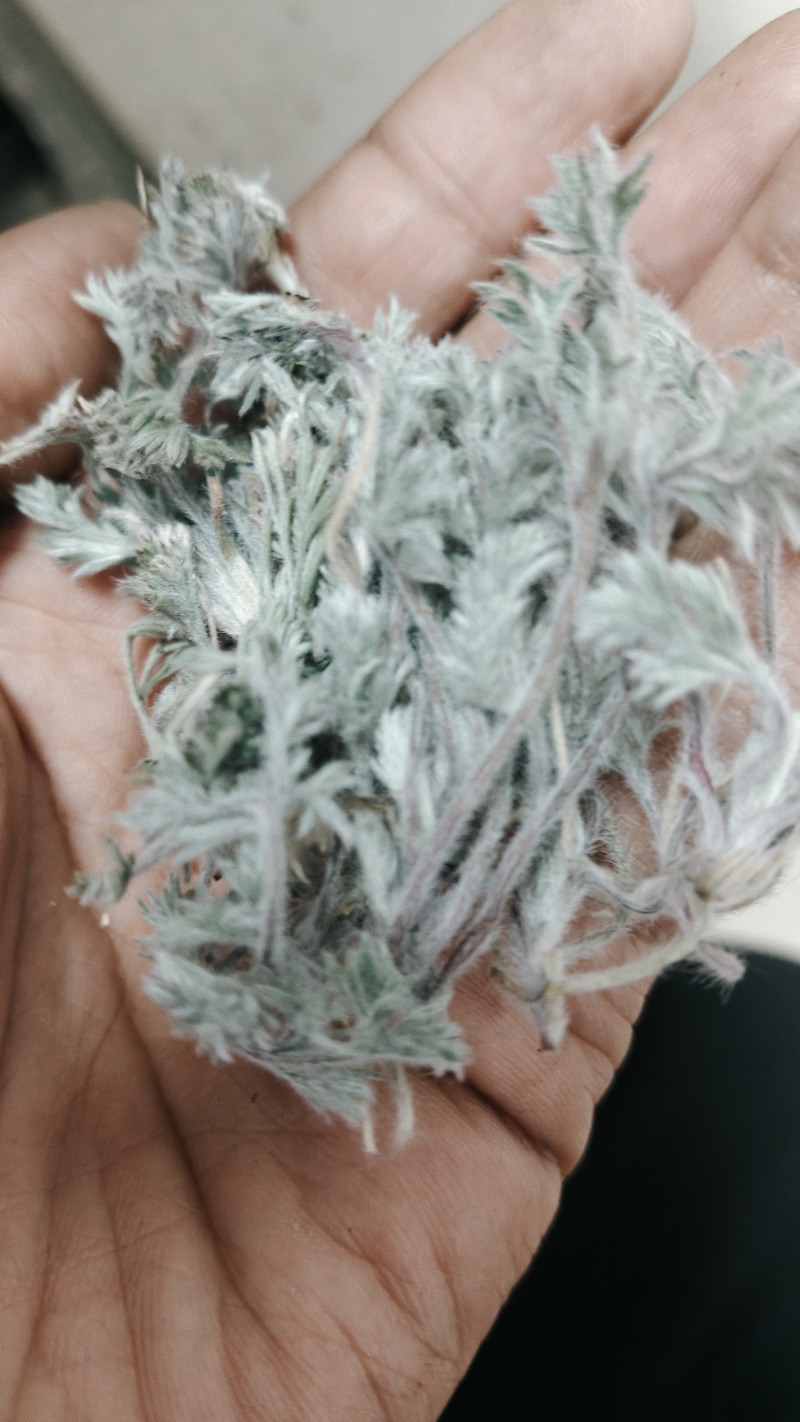 新鲜茵陈，无老叶，无杂草