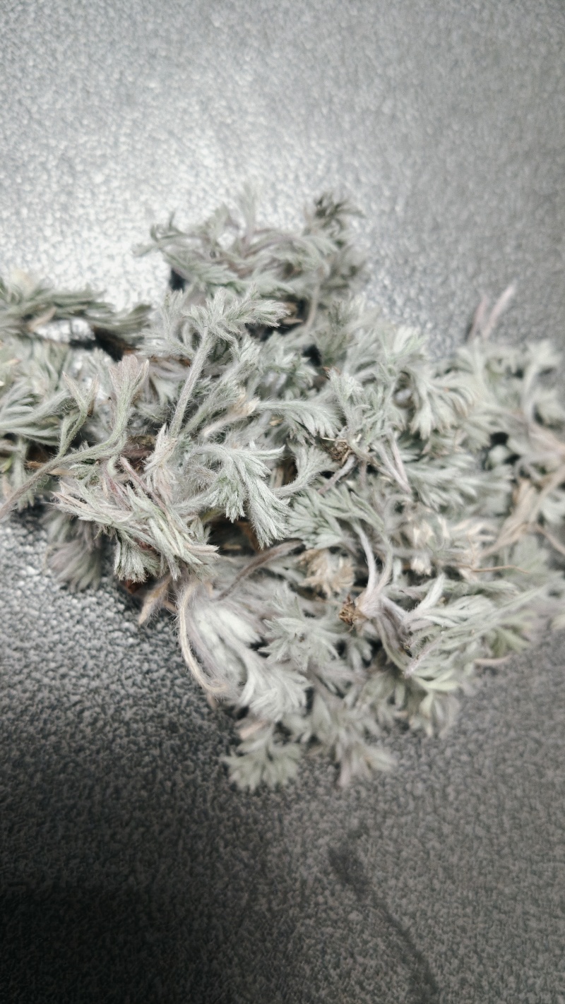 新鲜茵陈，无老叶，无杂草
