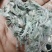 新鲜茵陈，无老叶，无杂草
