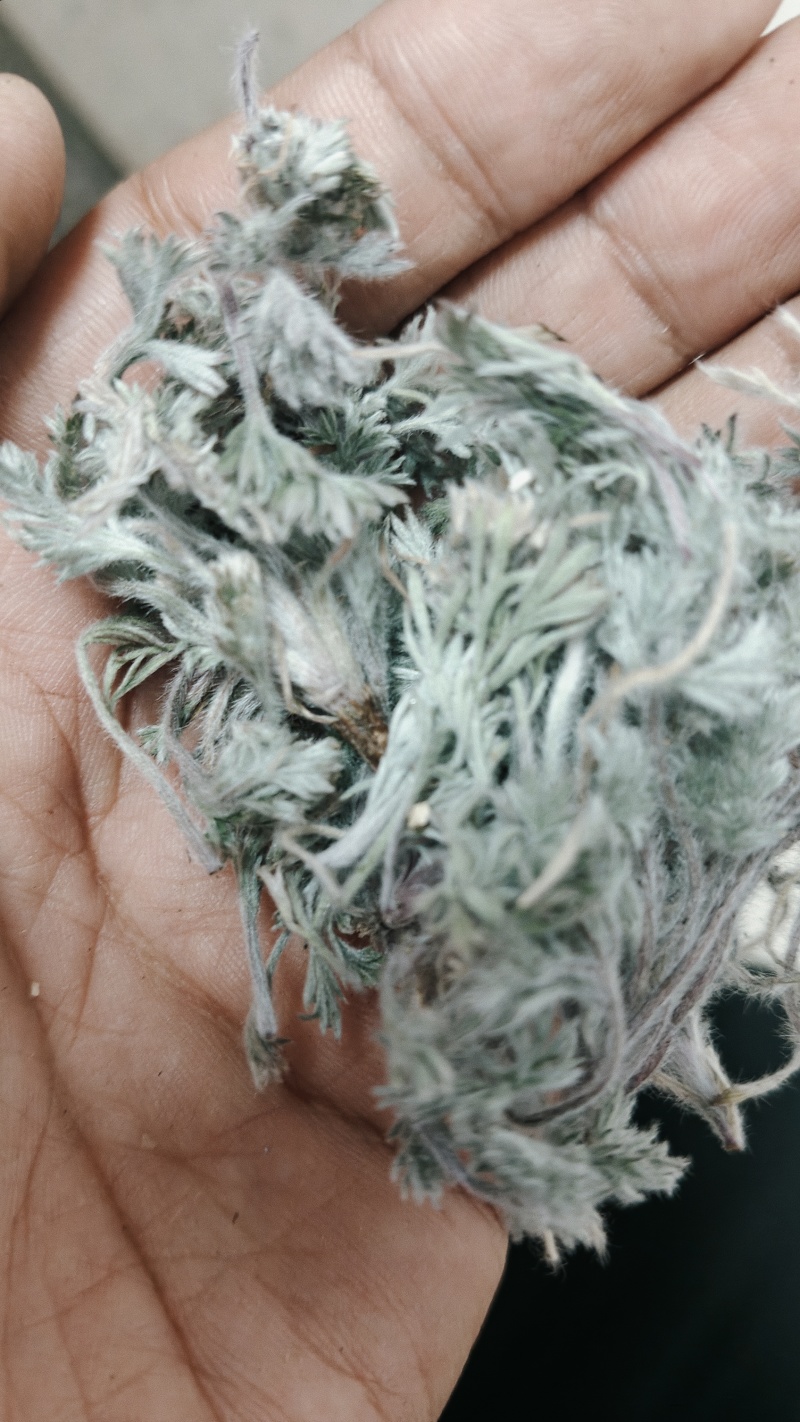 新鲜茵陈，无老叶，无杂草