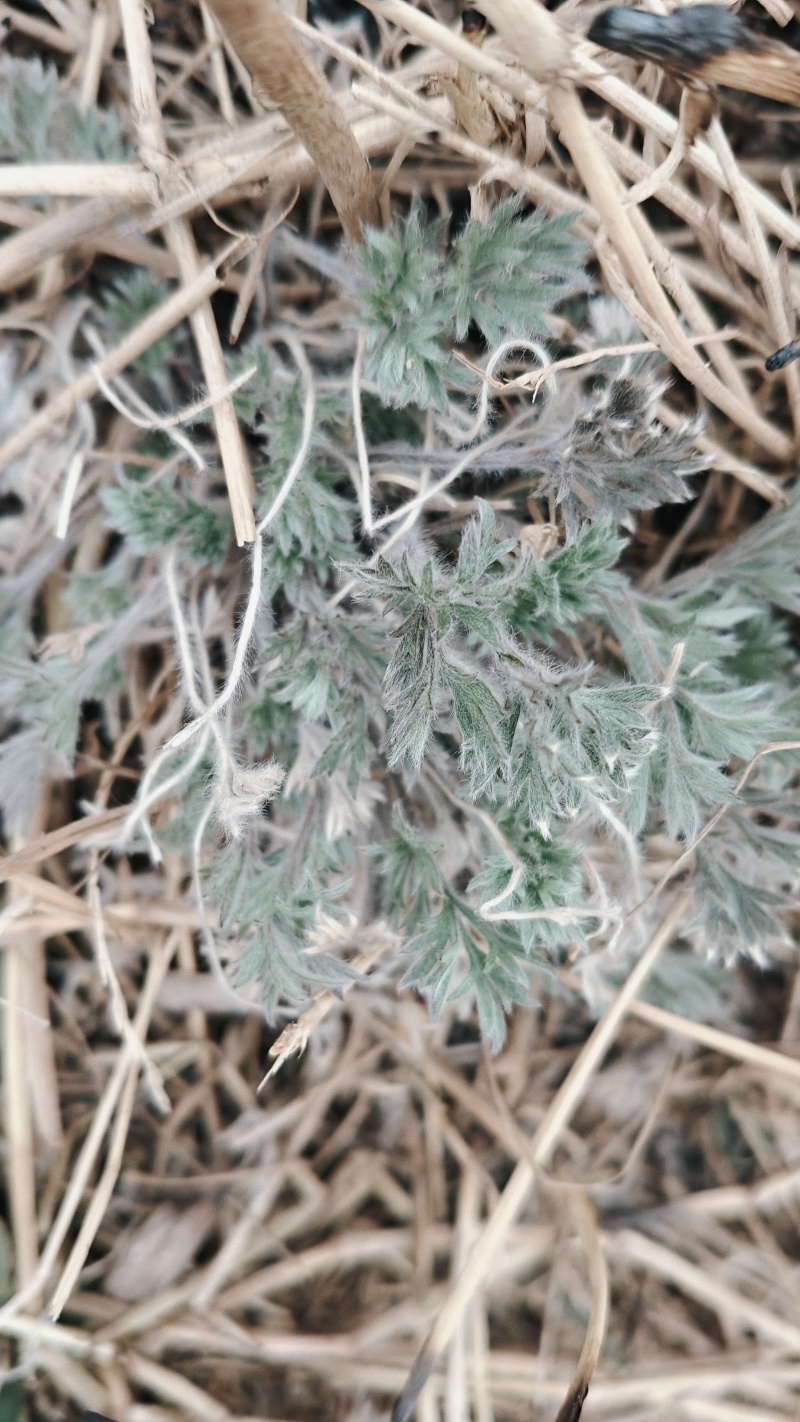 新鲜茵陈，无老叶，无杂草