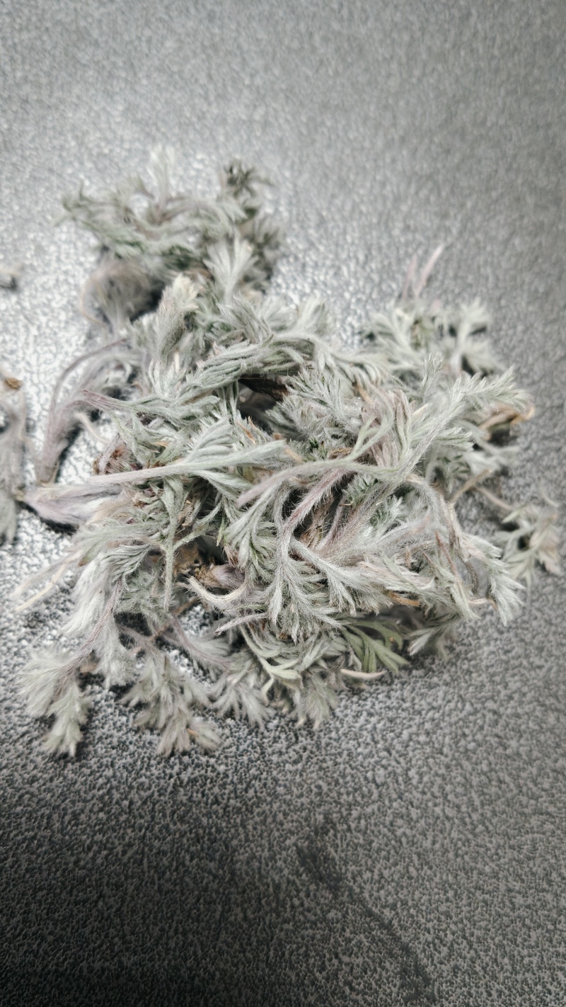 新鲜茵陈，无老叶，无杂草