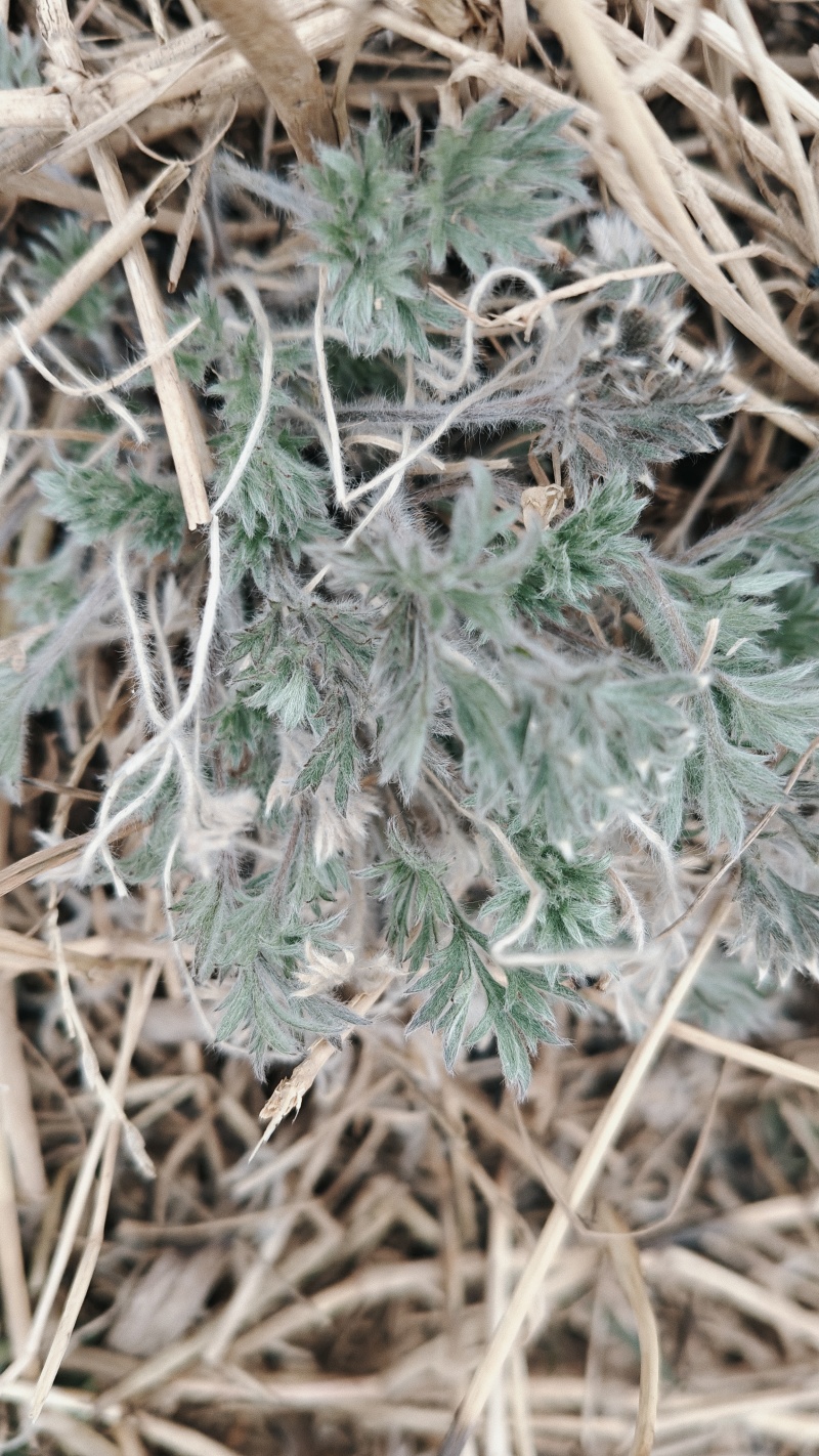 新鲜茵陈，无老叶，无杂草
