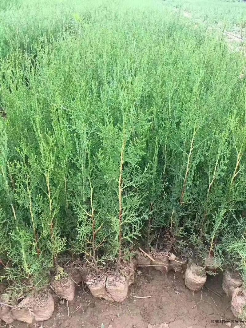 侧柏
