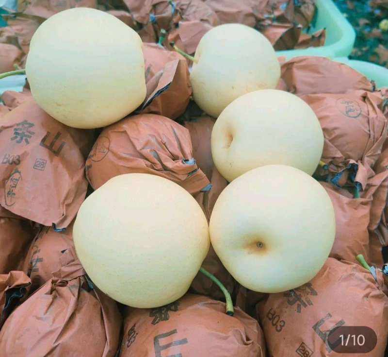 景泰精品皇冠梨，皮溥肉厚，口感香甜，光泽亮丽，属于优质