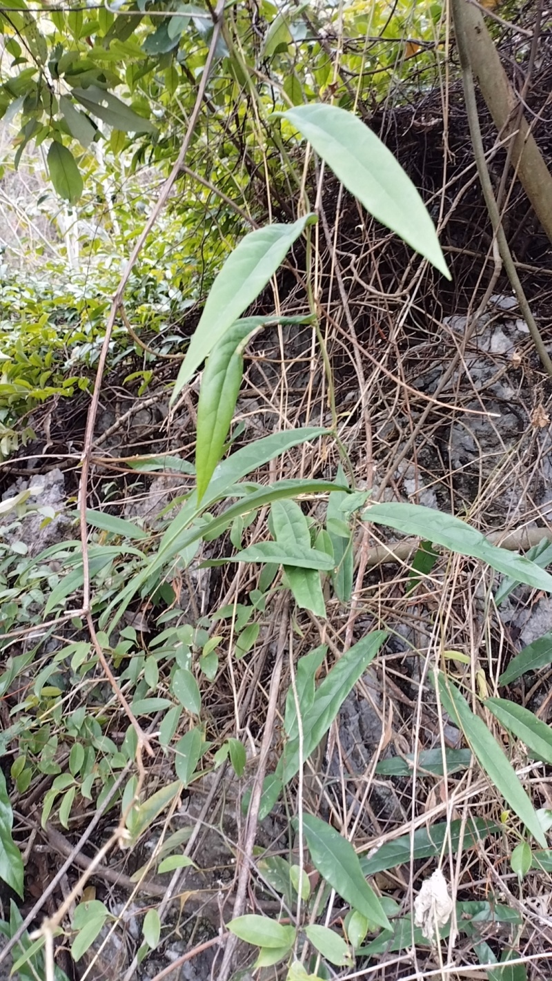 那个老板想要货。