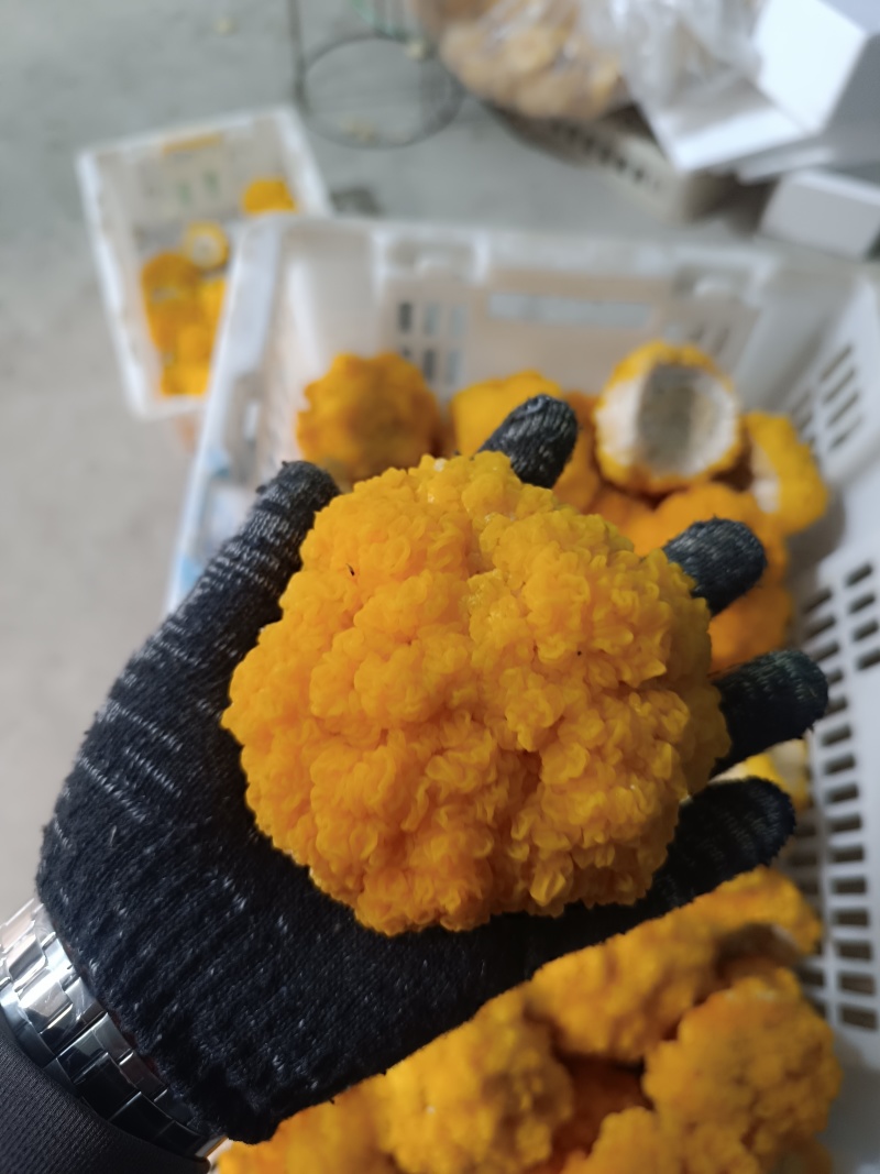 金耳菌干品，质量保证，品相好，量多优惠