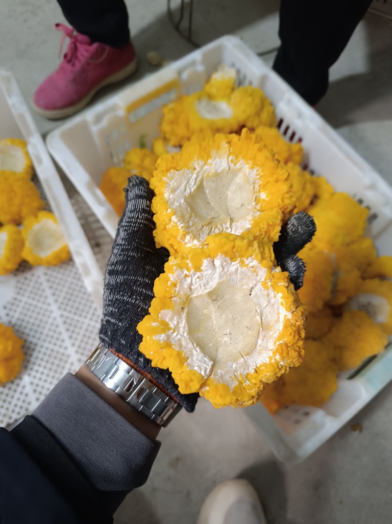 金耳菌干品，质量保证，品相好，量多优惠