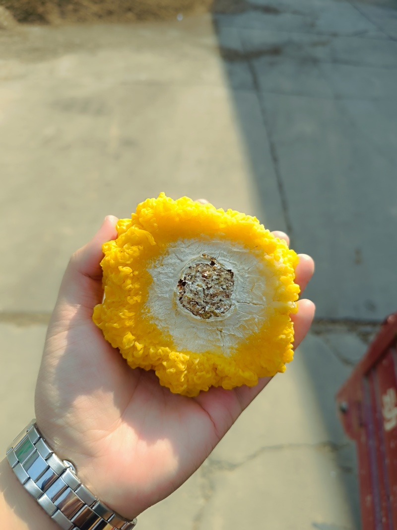 金耳菌鲜品，有需要的直接电话联系我。