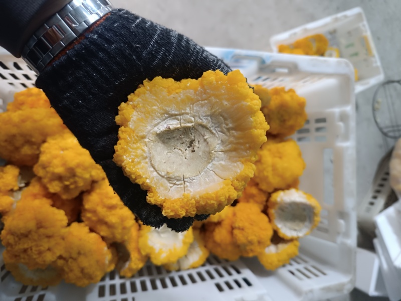 金耳菌鲜品，有需要的直接电话联系我。
