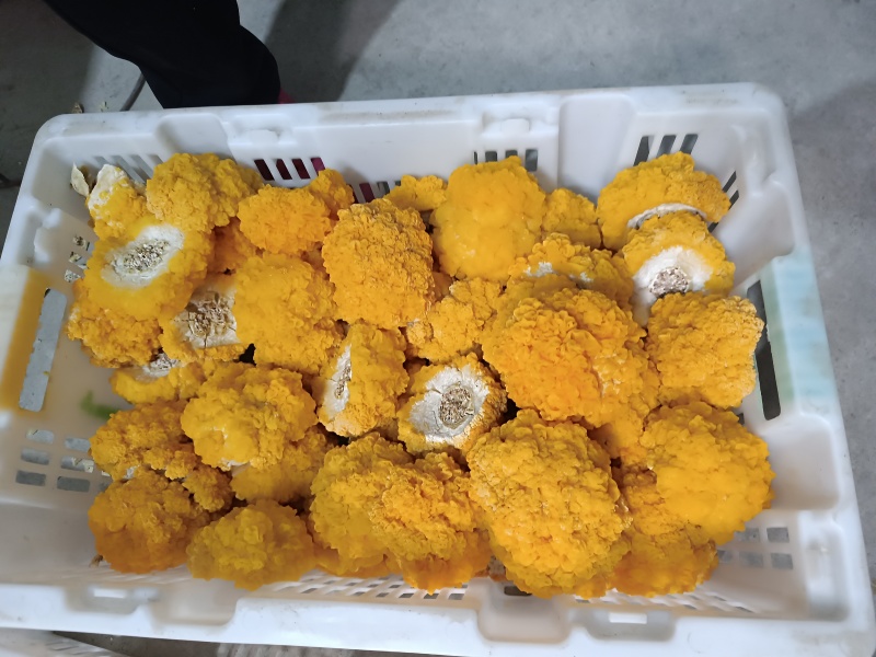 金耳菌鲜品，有需要的直接电话联系我。
