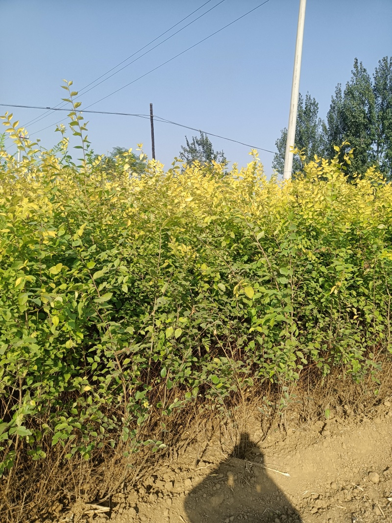 嫁接金叶榆河北石家庄苗木基地直供成活率高全国发货