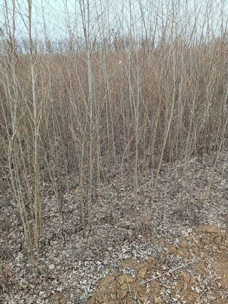 嫁接金叶榆河北石家庄苗木基地直供成活率高全国发货