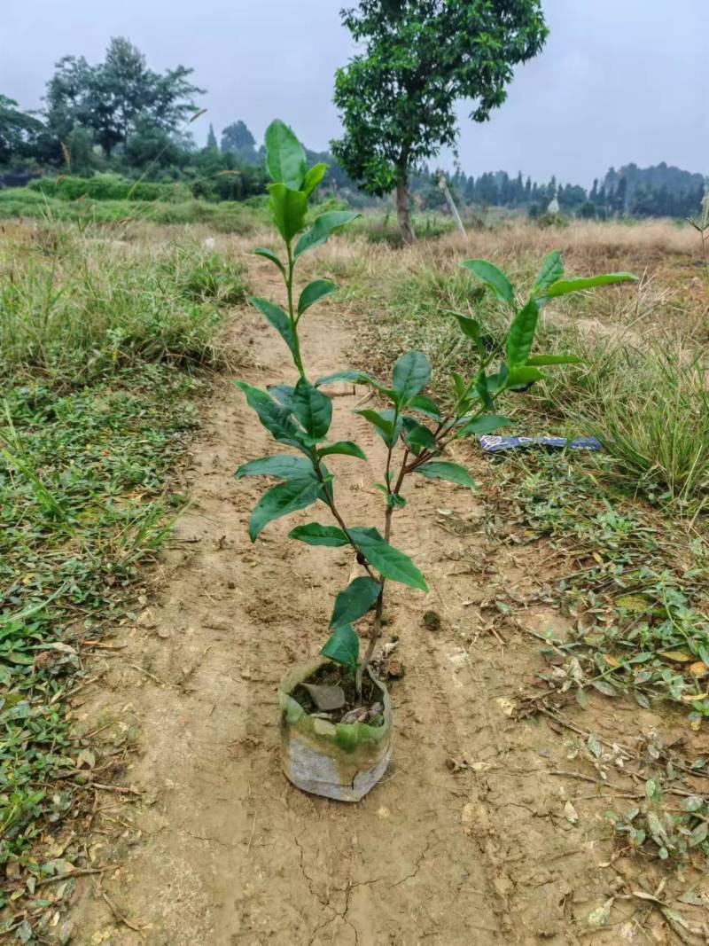 【推荐】茶树苗杯苗带原土球茶苗一手货源量大价优可视频看货