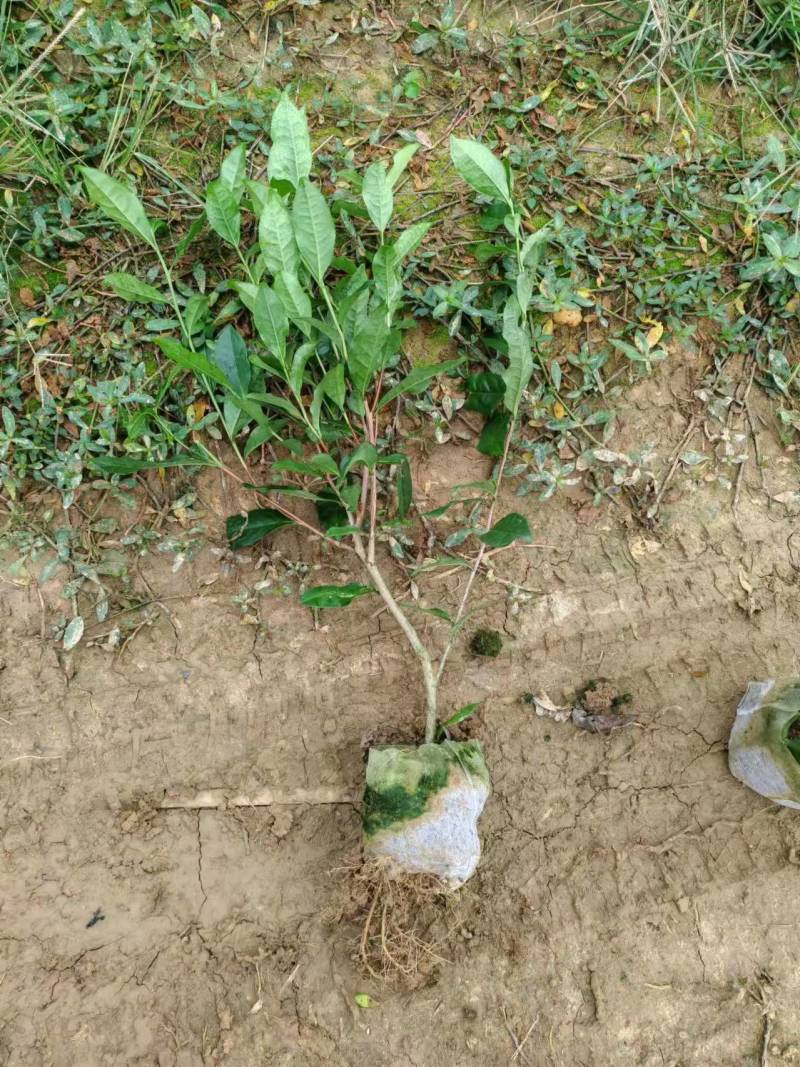 【推荐】茶树苗杯苗带原土球茶苗一手货源量大价优可视频看货