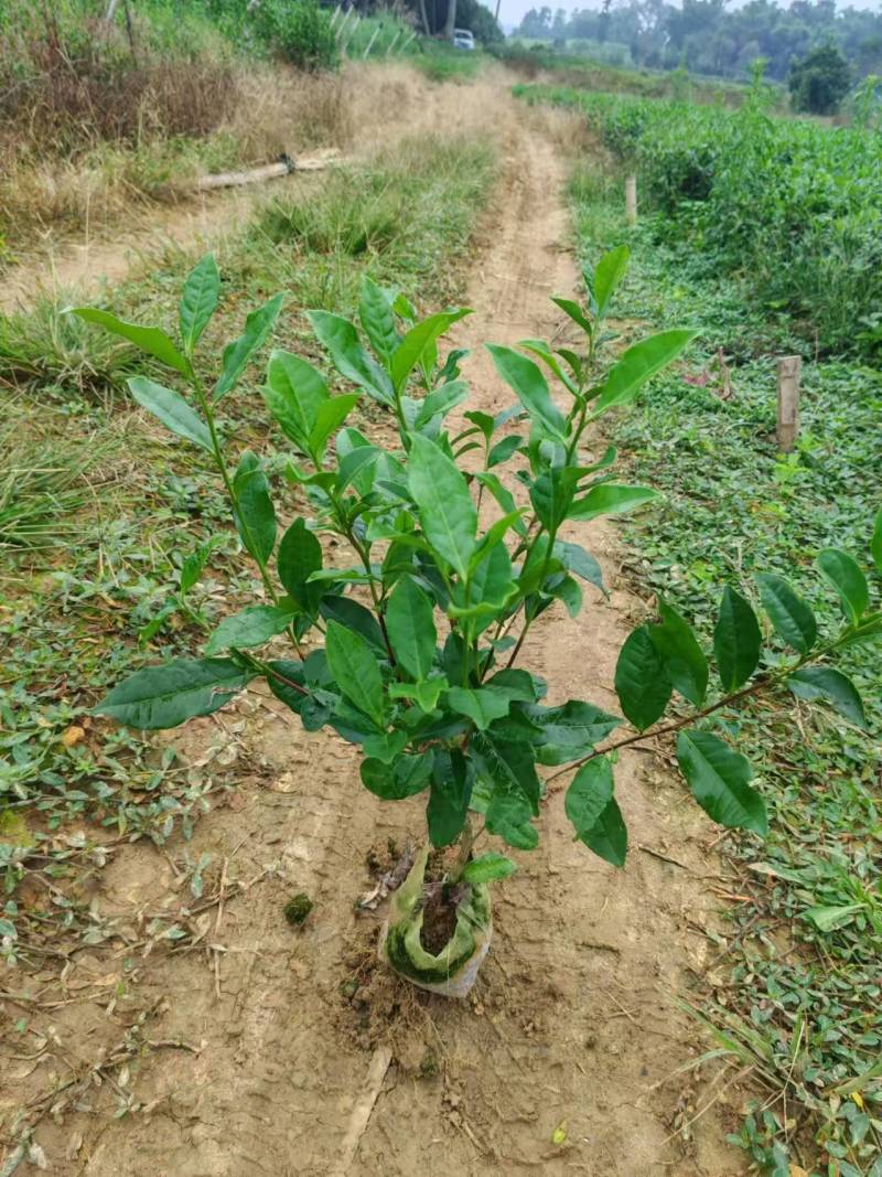 【推荐】茶树苗杯苗带原土球茶苗一手货源量大价优可视频看货