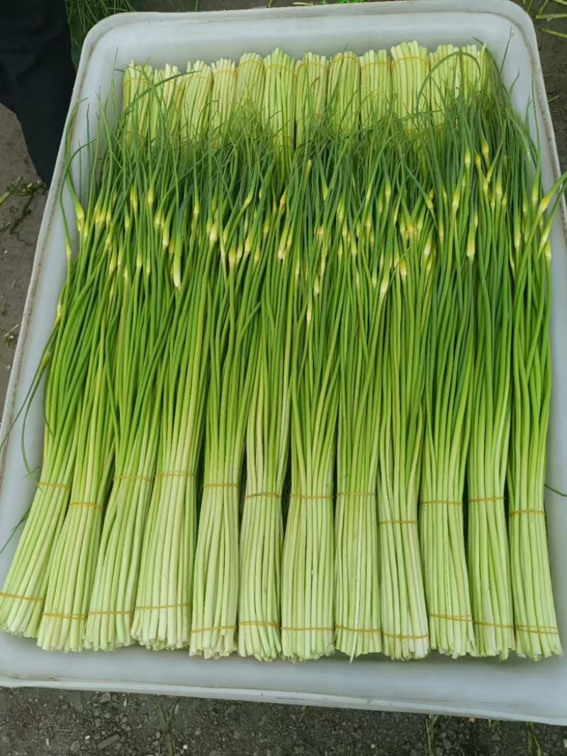 芜湖基地精品蒜苔供应各地商超、电商市场等一手货源保质保量