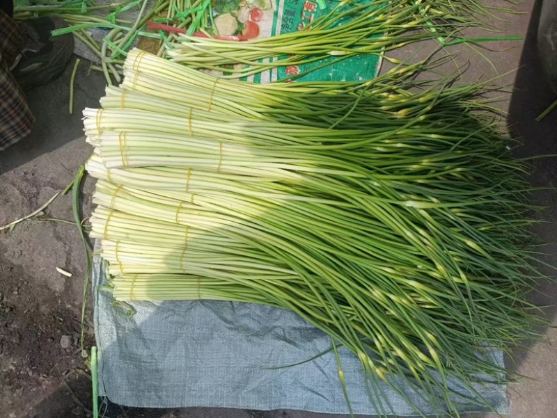 芜湖基地精品蒜苔供应各地商超、电商市场等一手货源保质保量