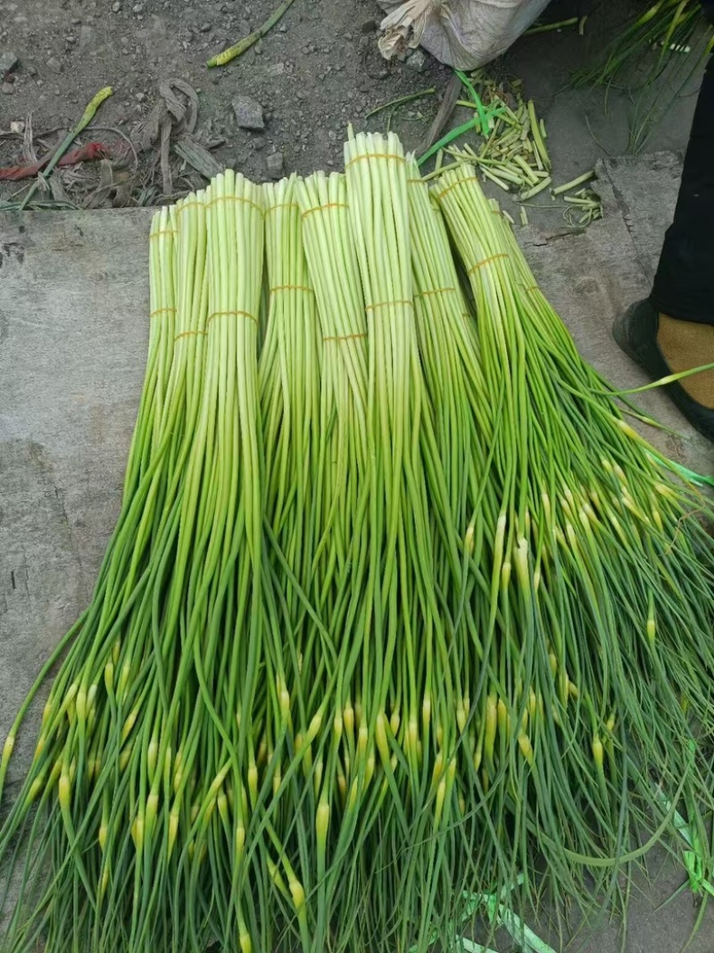 芜湖基地精品蒜苔供应各地商超、电商市场等一手货源保质保量