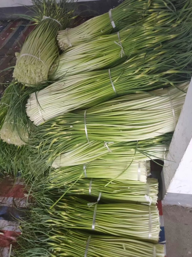芜湖基地精品蒜苔供应各地商超、电商市场等一手货源保质保量