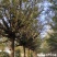 陕西皂角树八年以上树龄，十四到十八九公分，全国接单
