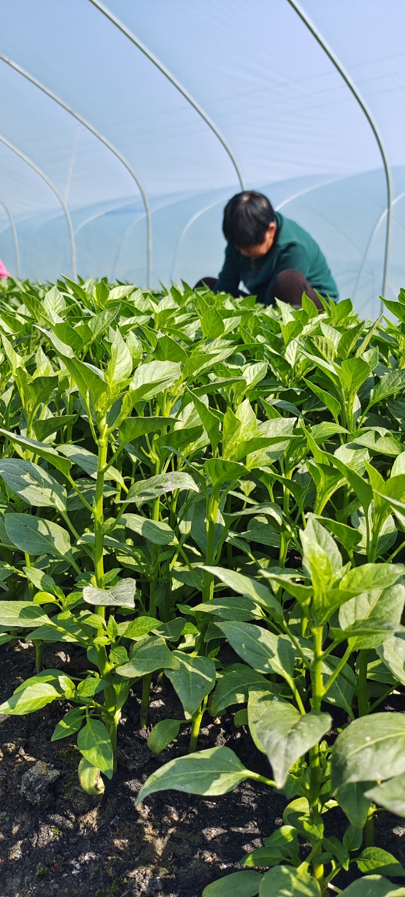 【基地直销】醴东合作社优质线椒苗，川椒苗，牛角椒