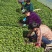 【基地直销】醴东合作社优质线椒苗，川椒苗，牛角椒