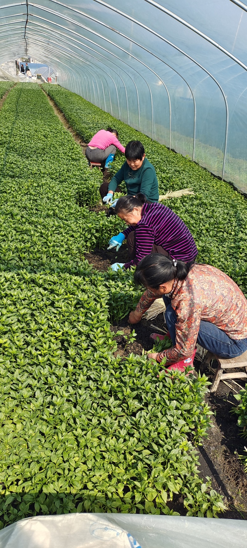 【基地直销】醴东合作社优质线椒苗，川椒苗，牛角椒