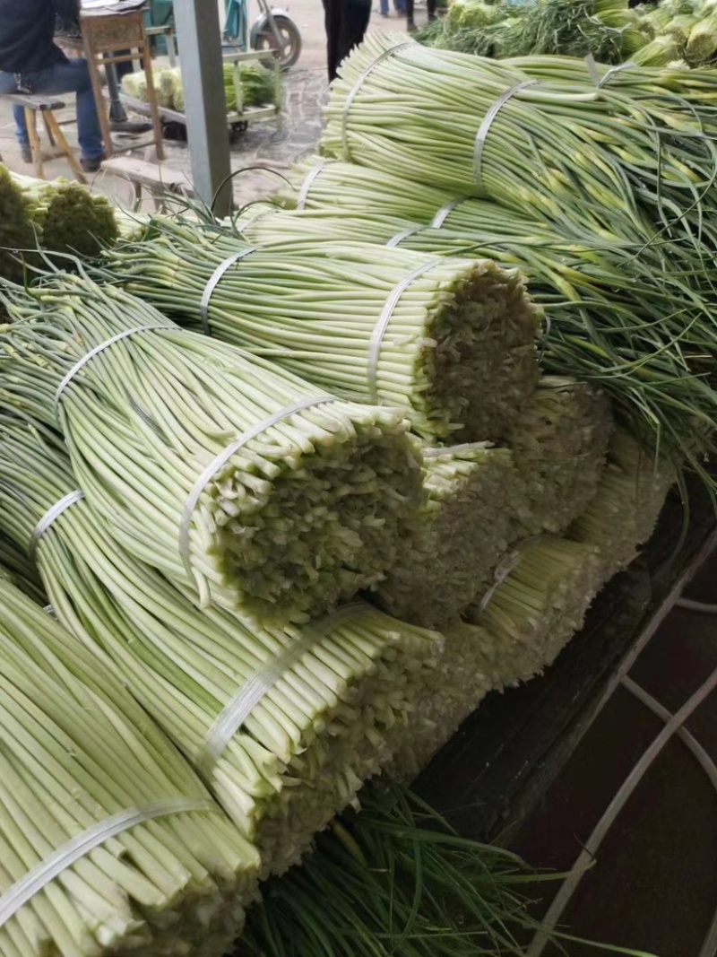 芜湖基地精品蒜苔供应各地商超、电商市场等一手货源保质保量
