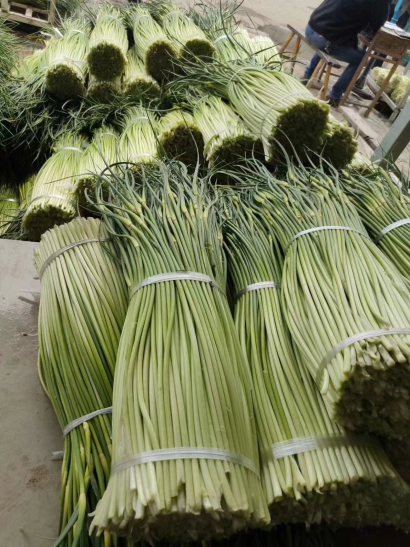 芜湖基地精品蒜苔供应各地商超、电商市场等一手货源保质保量