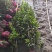 大叶北海道黄杨树苗围墙篱笆植物四季常青庭院绿篱围栏万