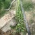 大叶北海道黄杨树苗围墙篱笆植物四季常青庭院绿篱围栏万