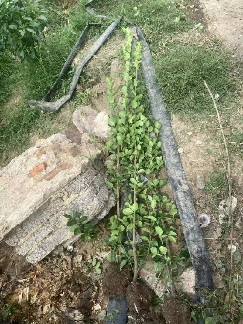 大叶北海道黄杨树苗围墙篱笆植物四季常青庭院绿篱围栏万